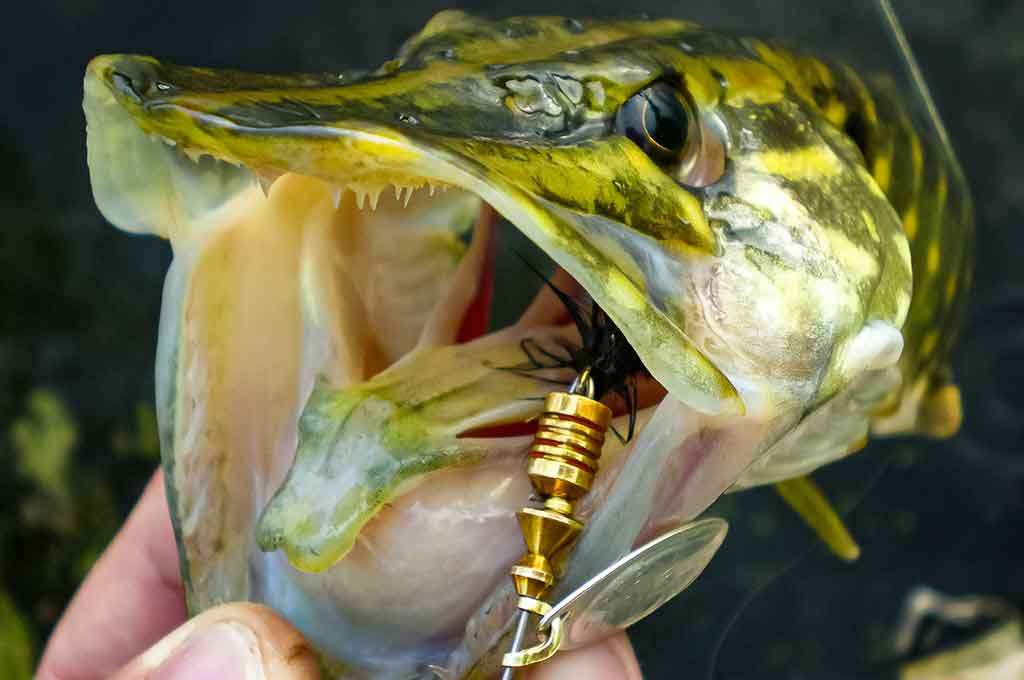 Mepps – tai žvejybinė klasika Mepps – tai žvejybinė klasika