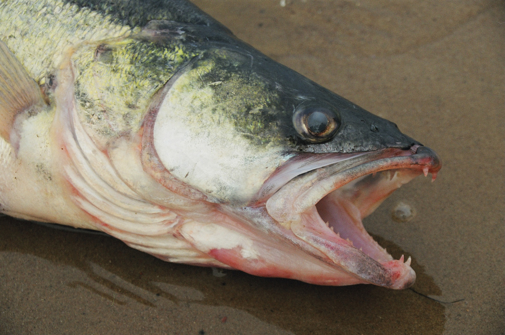 Nutrinkime sterkui nugarą. Pirma dalis Nutrinkime sterkui nugarą. Pirma dalis