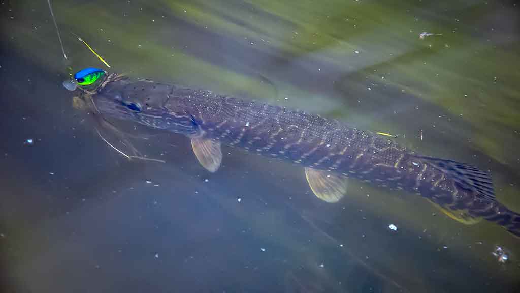 Ta gerai pažįstama mįslinga lydeka. Pirma dalis Ta gerai pažįstama mįslinga lydeka. Pirma dalis