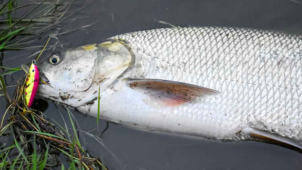 Salačių šventė Salačių šventė