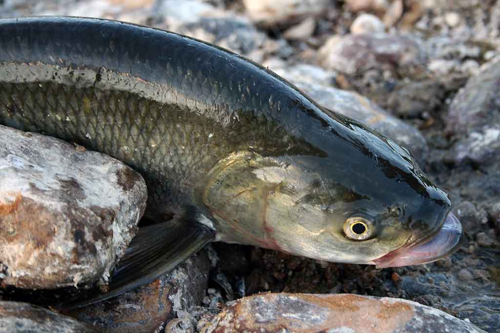 Ką žinome ir ko nežinome apie salatį