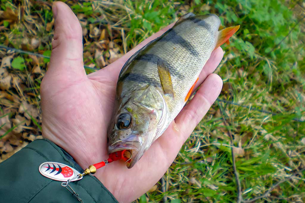 Kaip pagauti ešerį?