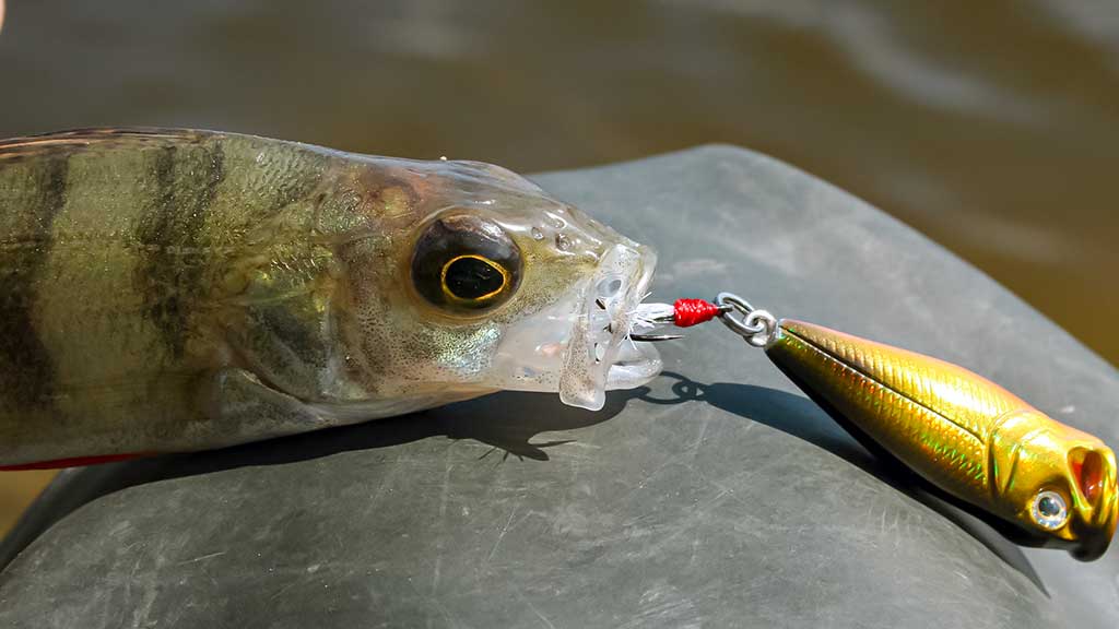 Ešerių gaudymas poperiais Ešerių gaudymas poperiais