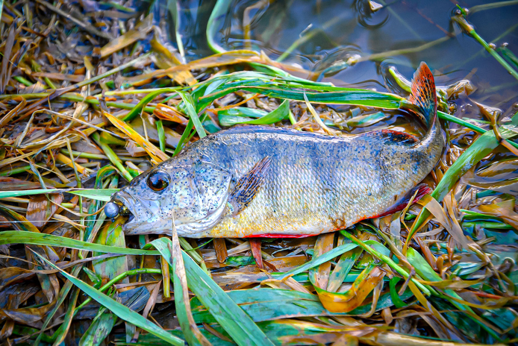 Bendrai apie fluorokarboną ir išskirtinai apie Seaguar Bendrai apie fluorokarboną ir išskirtinai apie Seaguar