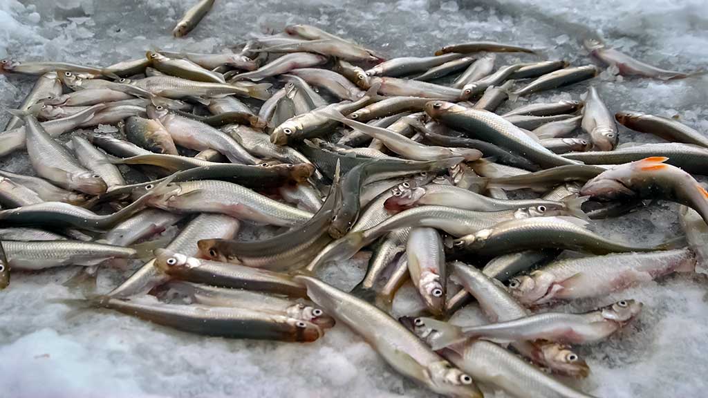 Kuršmarėse kimba ne vien stintos. Antra dalis Kuršmarėse kimba ne vien stintos. Antra dalis