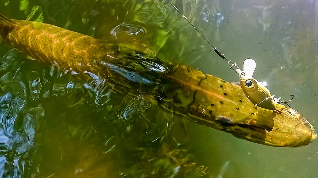 Lydekos, tvičingas ir dideli vobleriai Lydekos, tvičingas ir dideli vobleriai