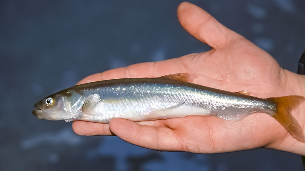 Kuršmarėse kimba ne vien stintos. Pirma dalis