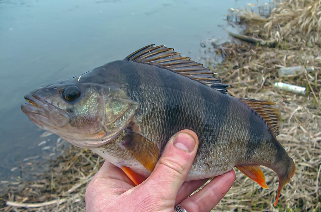 Žiemos gudrybes prisiminus. Pirma dalis