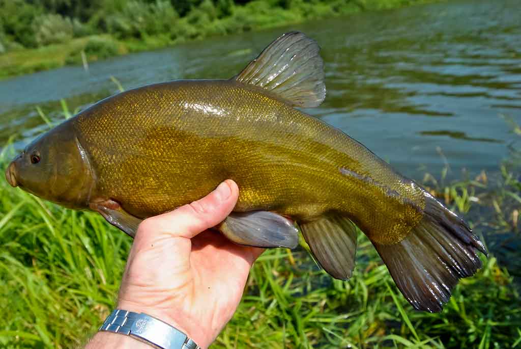 Turkiški žirniai lietuviškoms žuvims Turkiški žirniai lietuviškoms žuvims