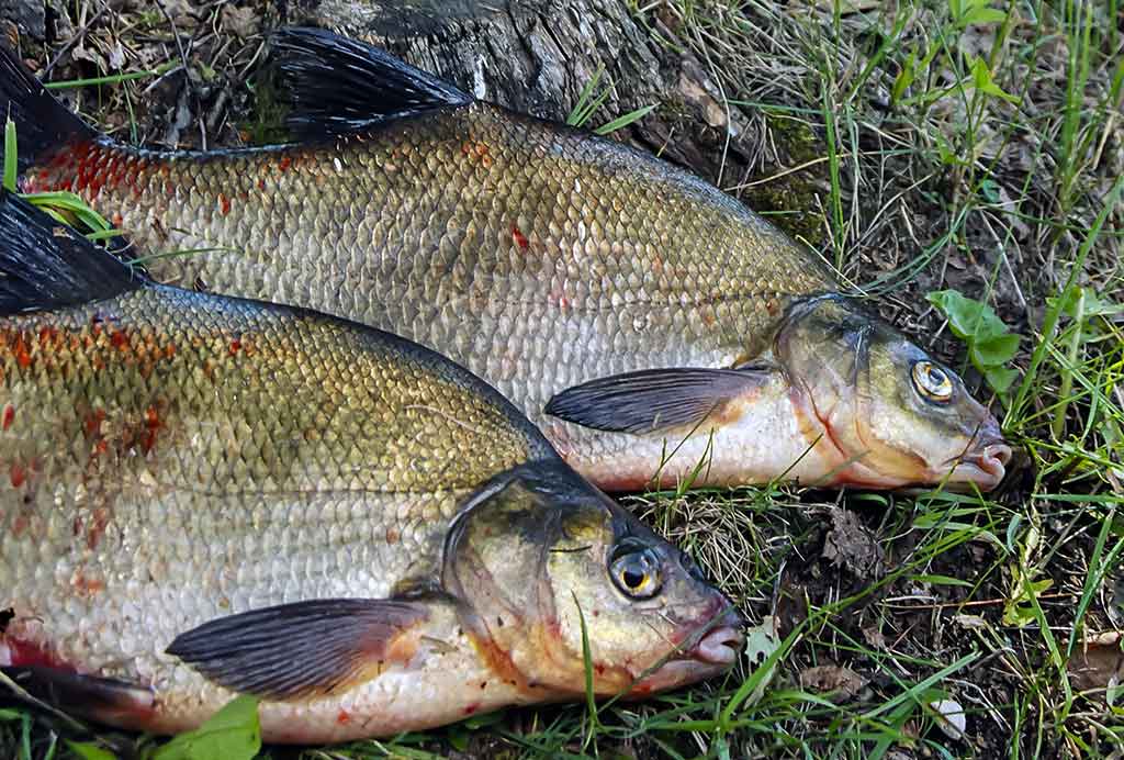 Straipsnis: Švento Petro gimtinėje. Antra dalis