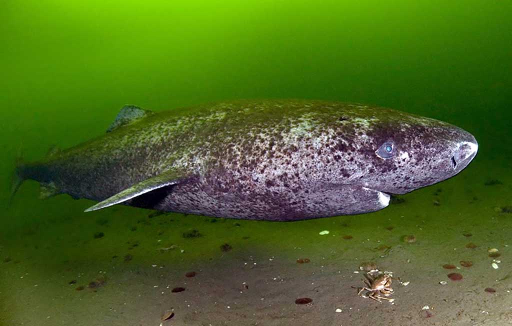 Arktinis arba Grenlandijos ryklys (Somniosus microcephalus)