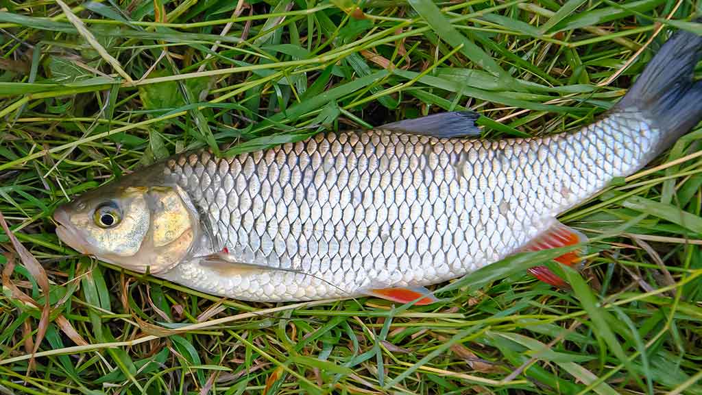 Šapalo šypsena. Trečia dalis Šapalo šypsena. Trečia dalis