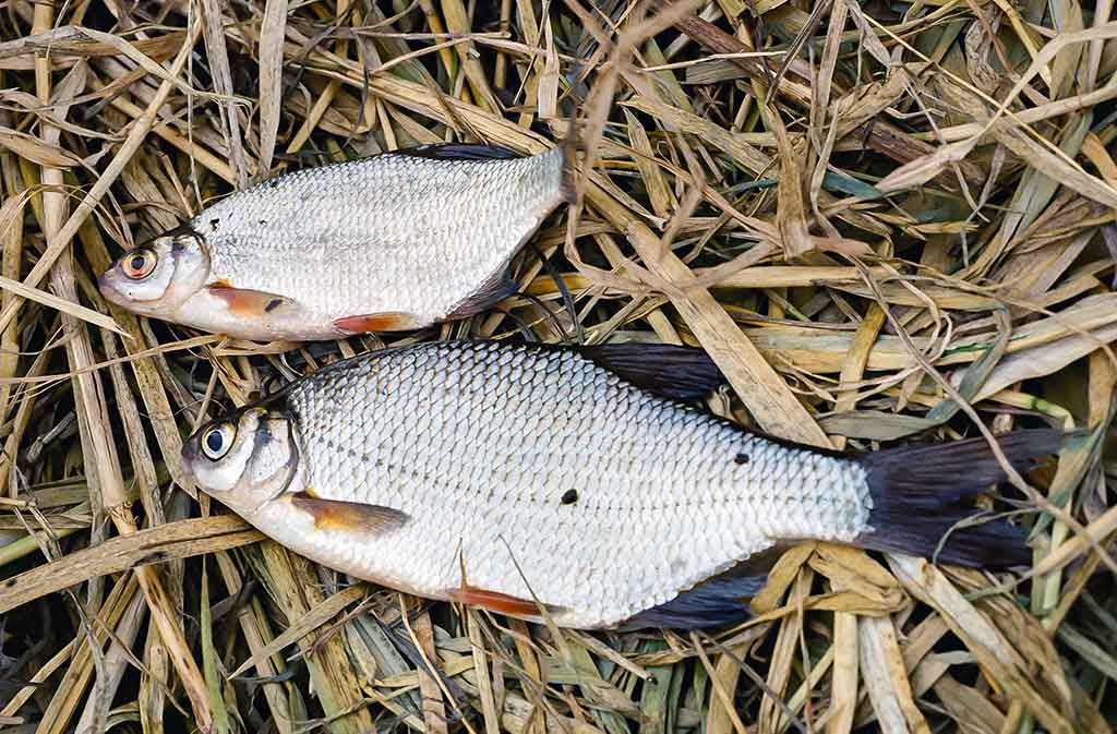 Dvi dienos iki Kiaulės metų. Antra dalis