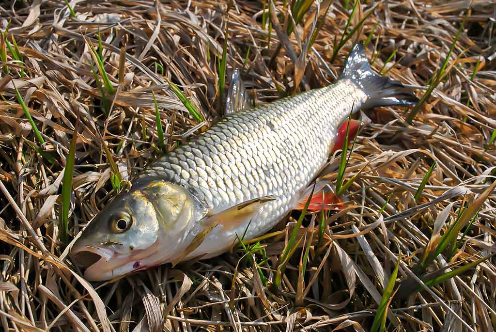 Kur teka Šešupė Kur teka Šešupė