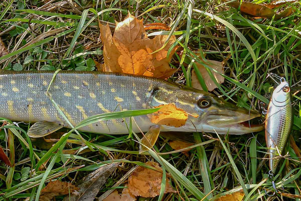 Ar sunku įsisavinti tvičingą? Techniniai niuansai Ar sunku įsisavinti tvičingą? Techniniai niuansai