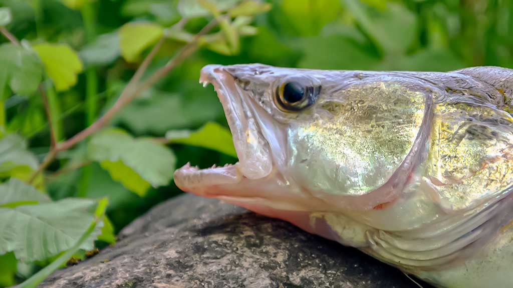 Kuomet sterkai pakyla. Pirma dalis