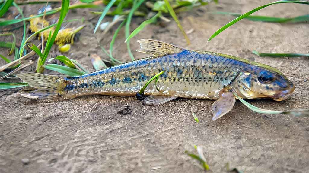 Išgyventi iki vakaro. Antra dalis Išgyventi iki vakaro. Antra dalis