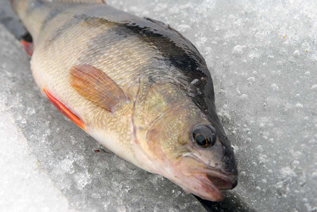 Kaip pagauti ešerį? Kaip pagauti ešerį?