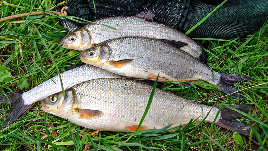 Kaip pagauti karšį? Kaip pagauti karšį?