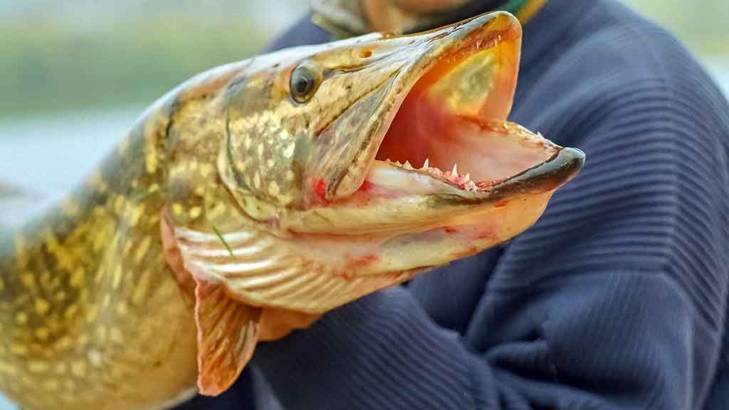 Tie tingūs dideli „krokodilai“ Tie tingūs dideli „krokodilai“