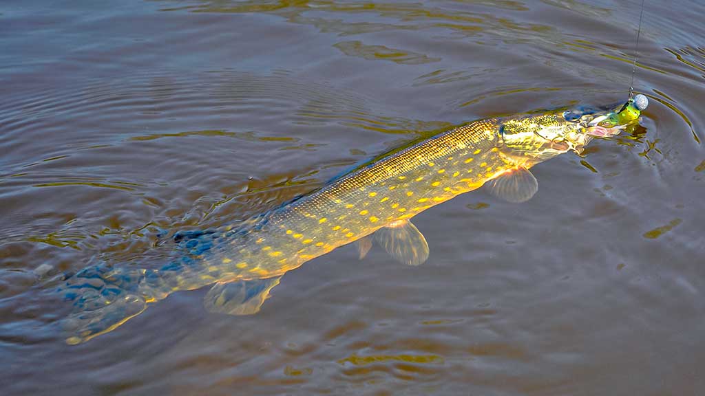 Kur teka Šešupė Kur teka Šešupė