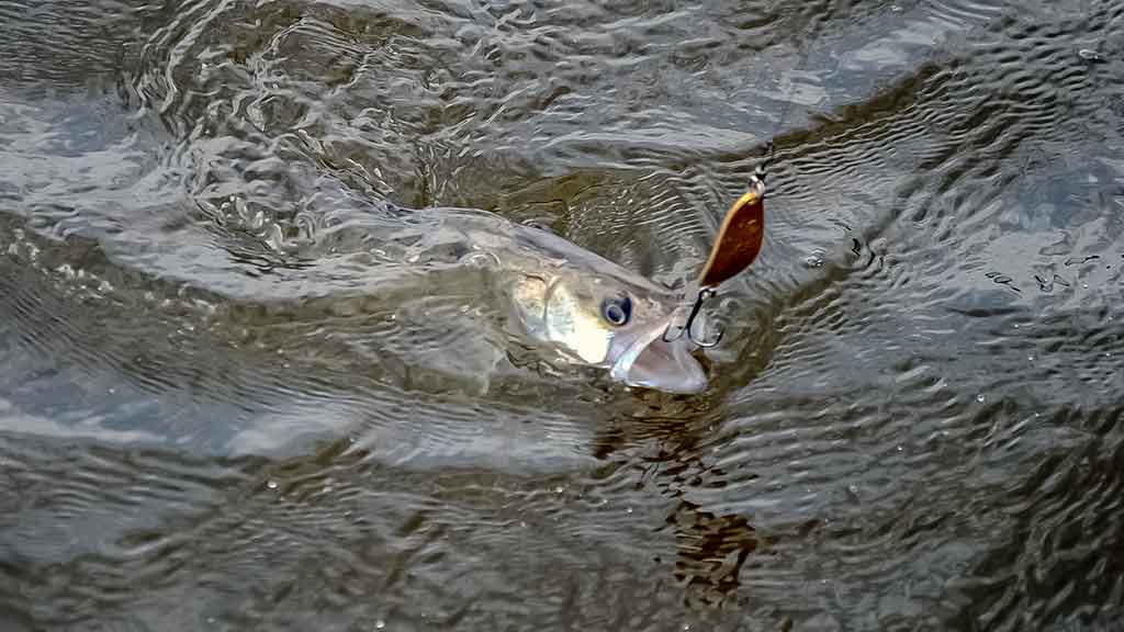 Žvejo aura. Antra dalis Žvejo aura. Antra dalis
