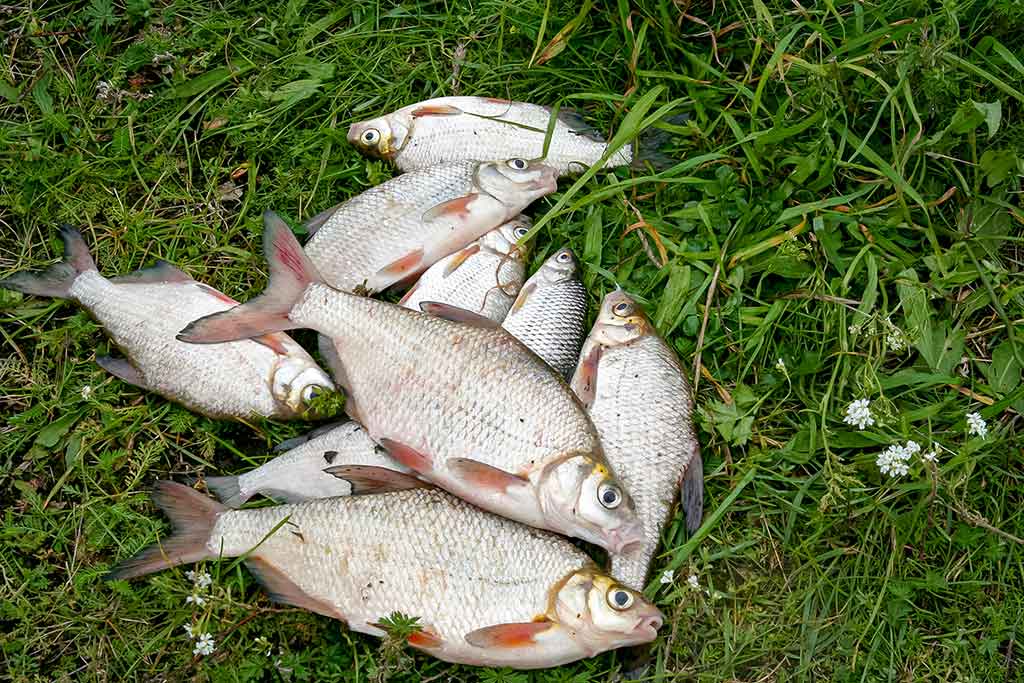 Didžiųjų upių plakiai. Antra dalis