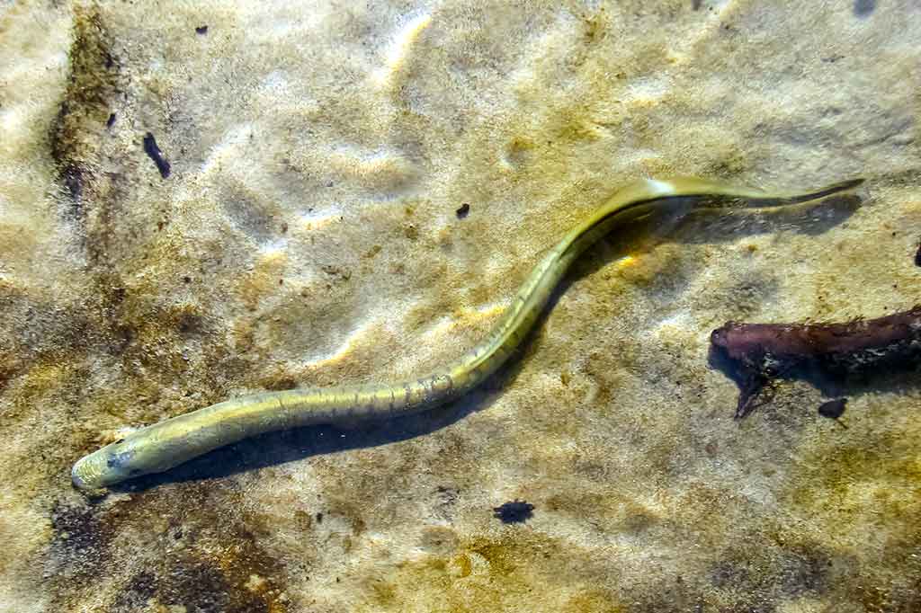 Nėgė - Petromyzonidae