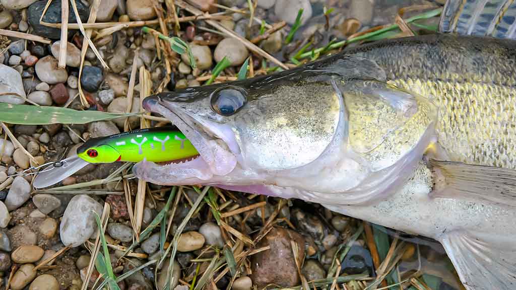 Pakibęs vandens storymėje. Pirma dalis 