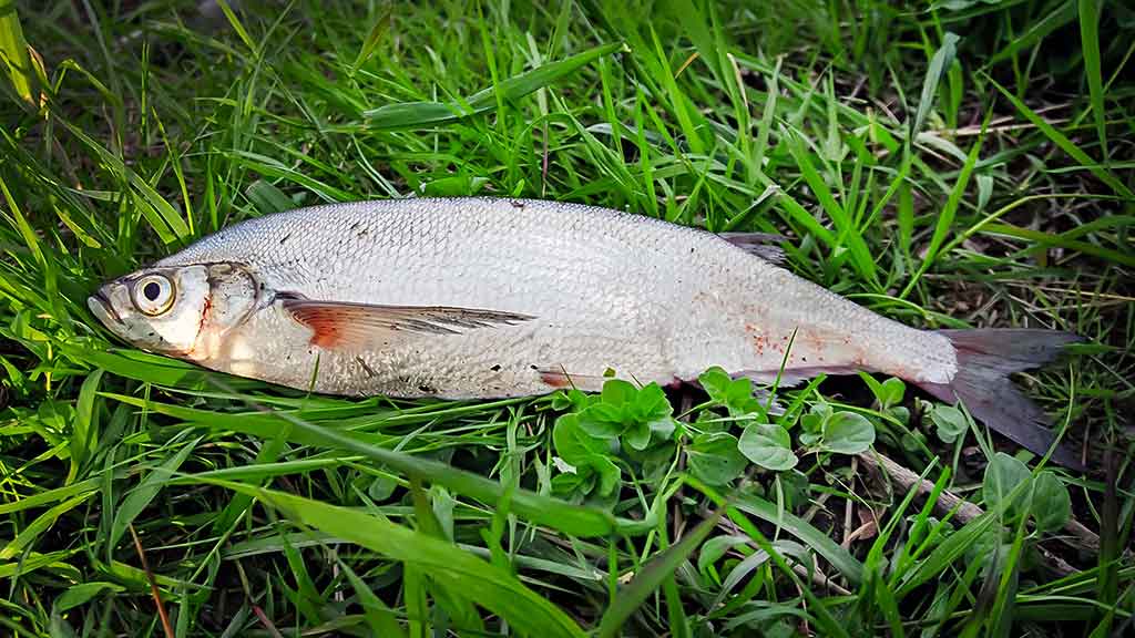 Už ragų ir... į krantą Už ragų ir... į krantą