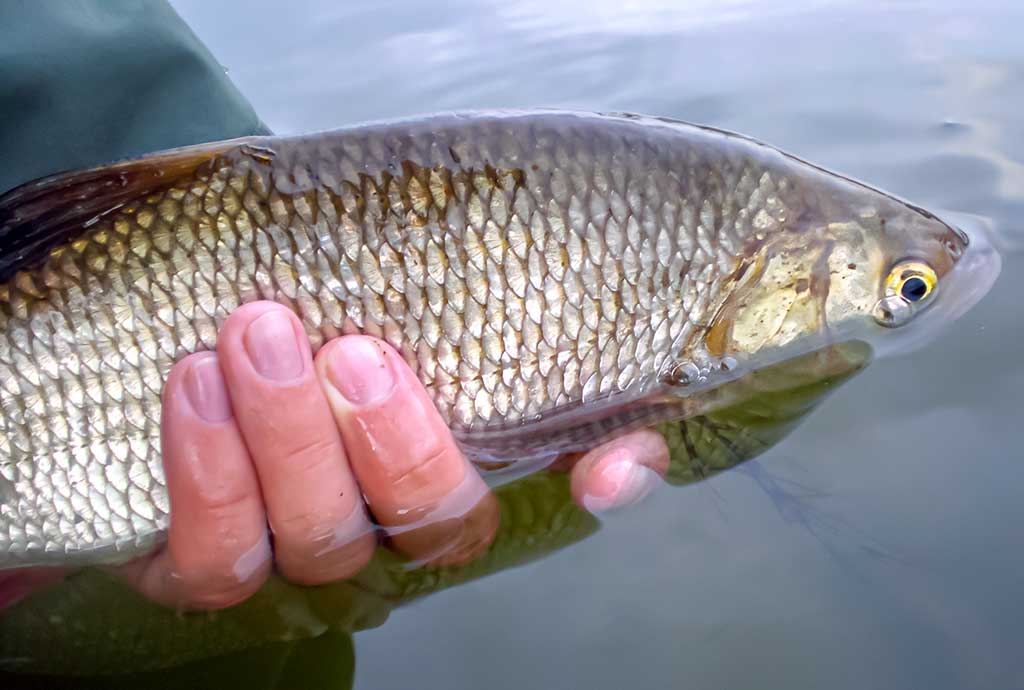 Mepps – tai žvejybinė klasika 2 Mepps – tai žvejybinė klasika 2