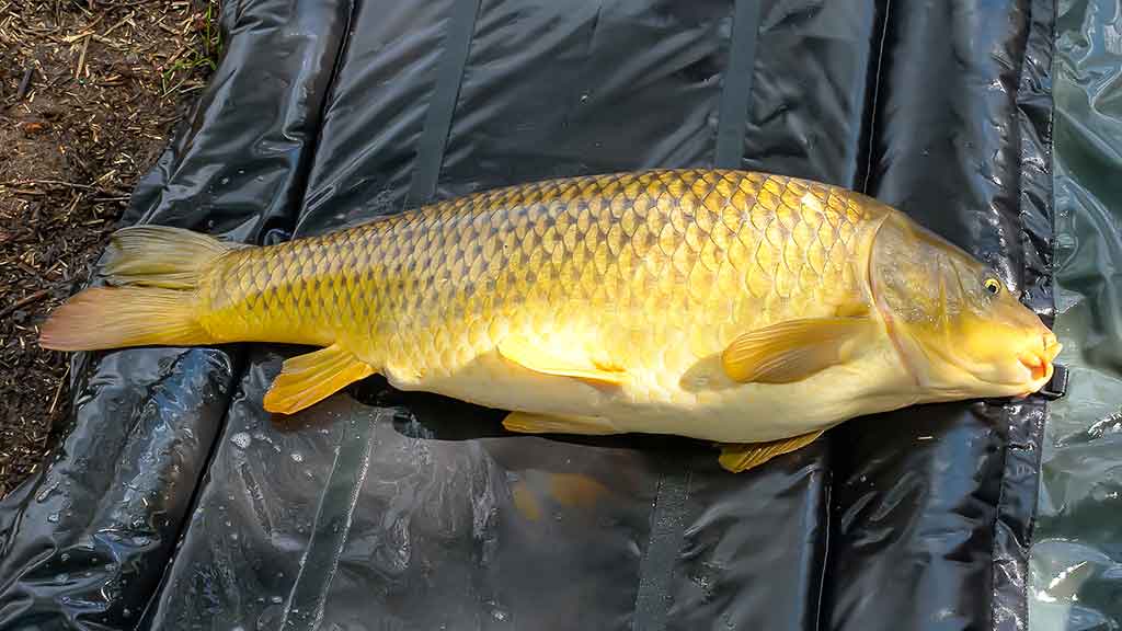 Karpių gaudymo vingrybės. Jaukai, masalai, kvapai