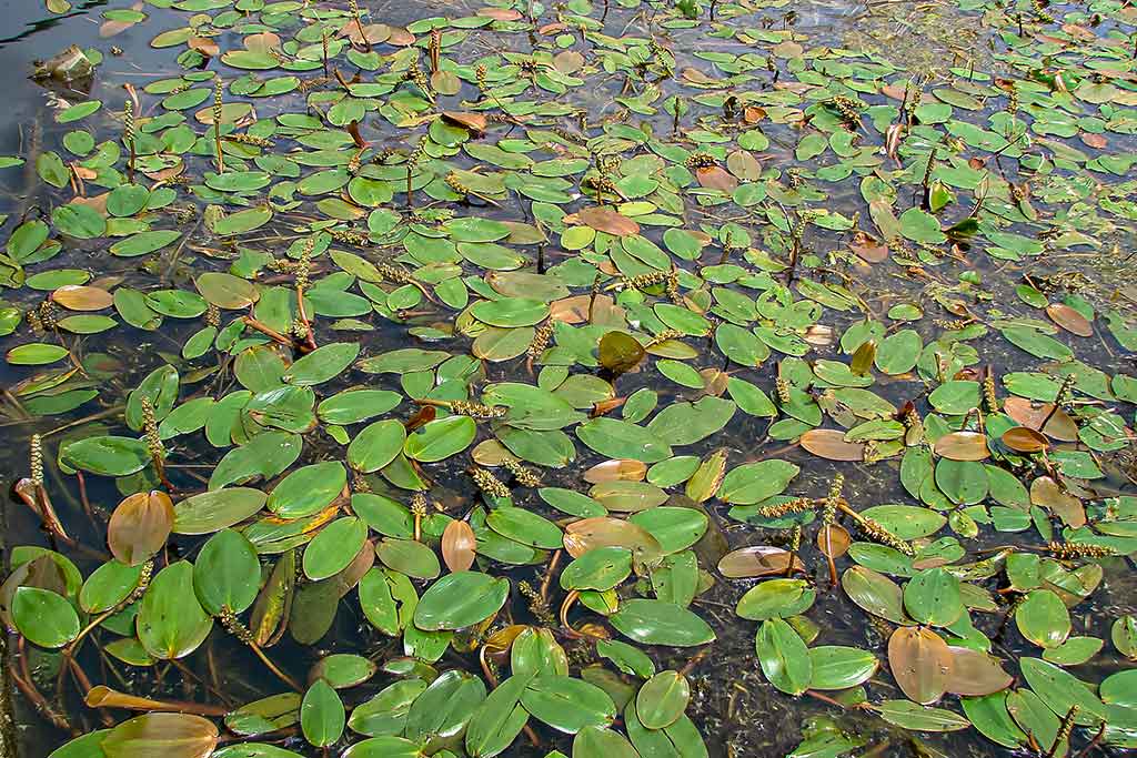 Vandens džiunglių labirintuose. Negiminingi, bet labai panašūs Vandens džiunglių labirintuose. Negiminingi, bet labai panašūs