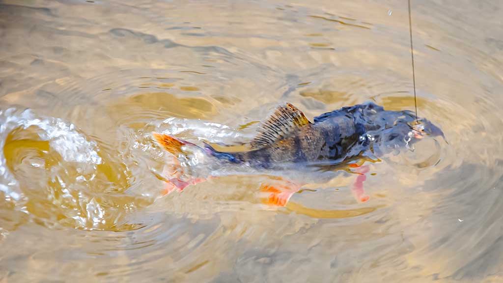 Su spiningu kovą ir balandį. Antra dalis Su spiningu kovą ir balandį. Antra dalis