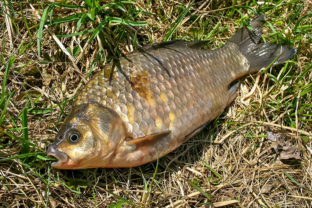 Balų valdovo kaprizai. Pirma dalis Balų valdovo kaprizai. Pirma dalis