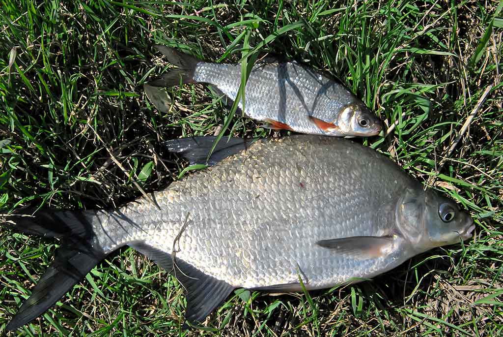 Didelė mažų svarelių reikšmė. Antra dalis