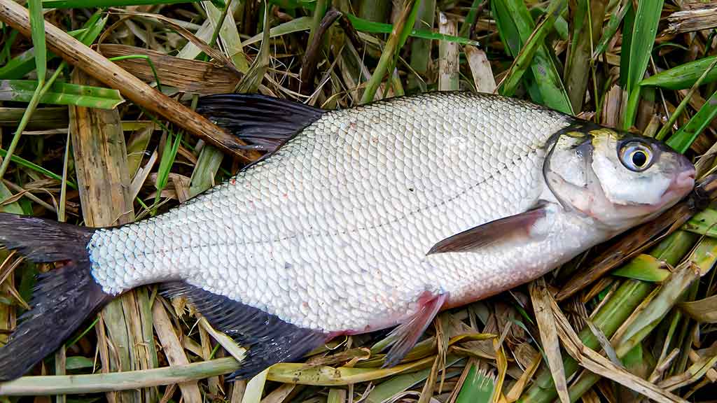 Žiemos gudrybes prisiminus. Pirma dalis