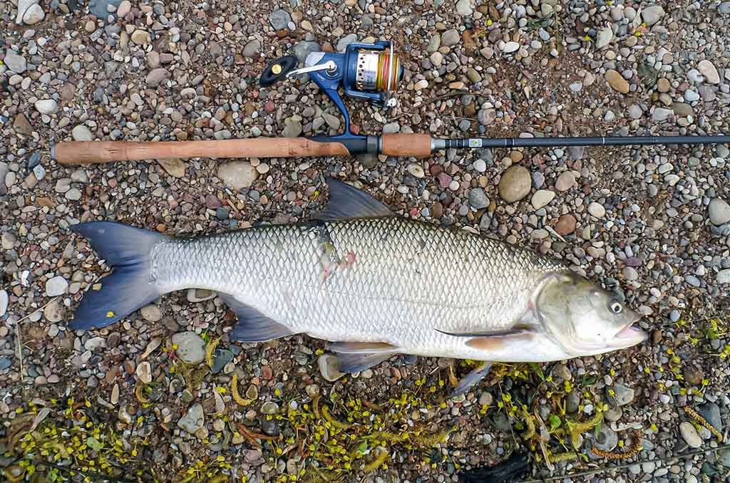 Ne tik salatiniai delikatesai. Antra dalis Ne tik salatiniai delikatesai. Antra dalis