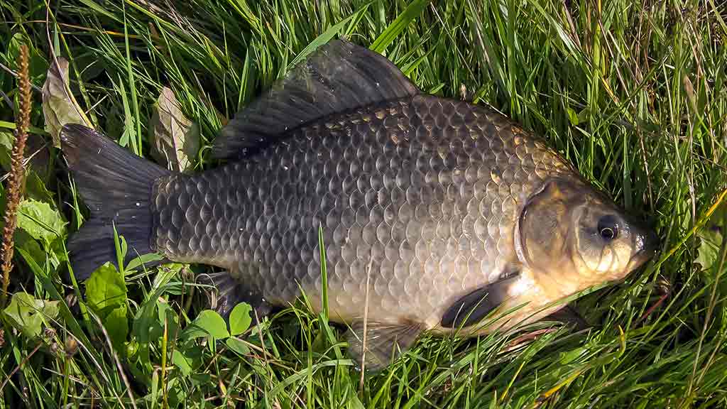 Balų valdovo kaprizai. Pirma dalis Balų valdovo kaprizai. Pirma dalis