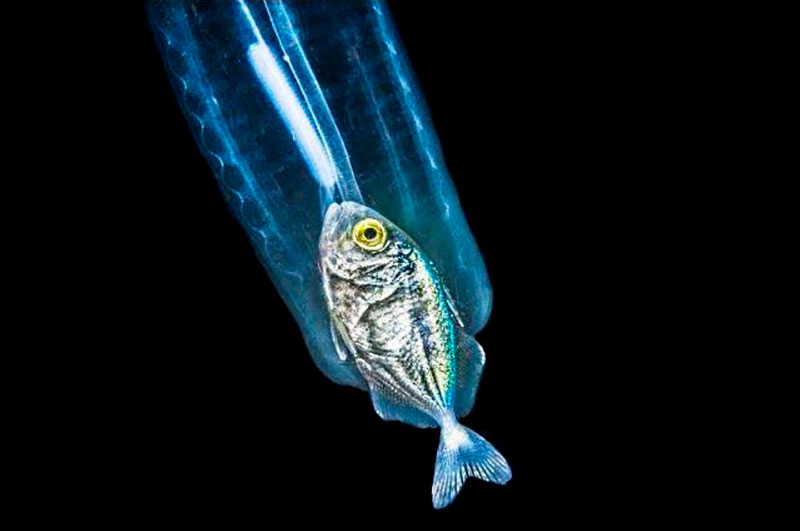 Keista sąjunga – žuvytė ramiai sau gyvenanti svetimo padaro pilve Keista sąjunga – žuvytė ramiai sau gyvenanti svetimo padaro pilve