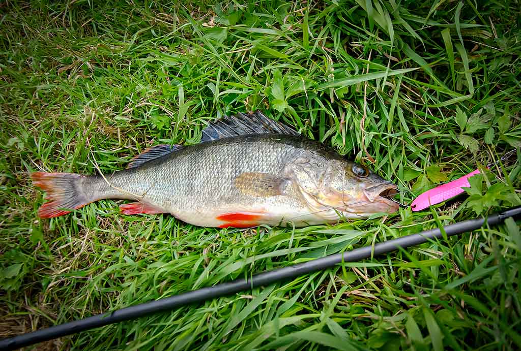 Devyneri metai su Lucky John Maibe