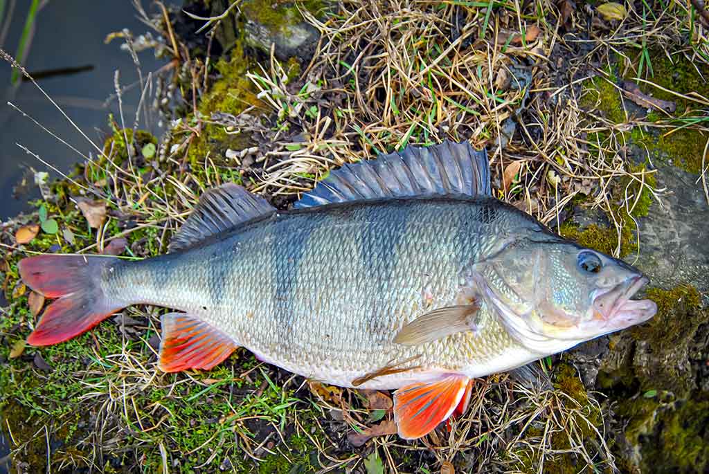 Gyvenimas po tiltu. Antra dalis Gyvenimas po tiltu. Antra dalis