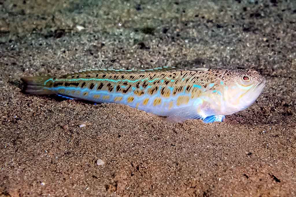 Jūrų drakonas Trachinus draco