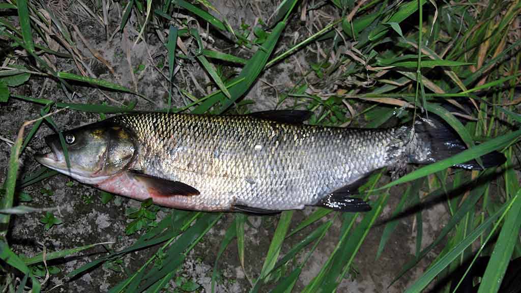 Vasariniai naktinėjimai su spiningu rankose