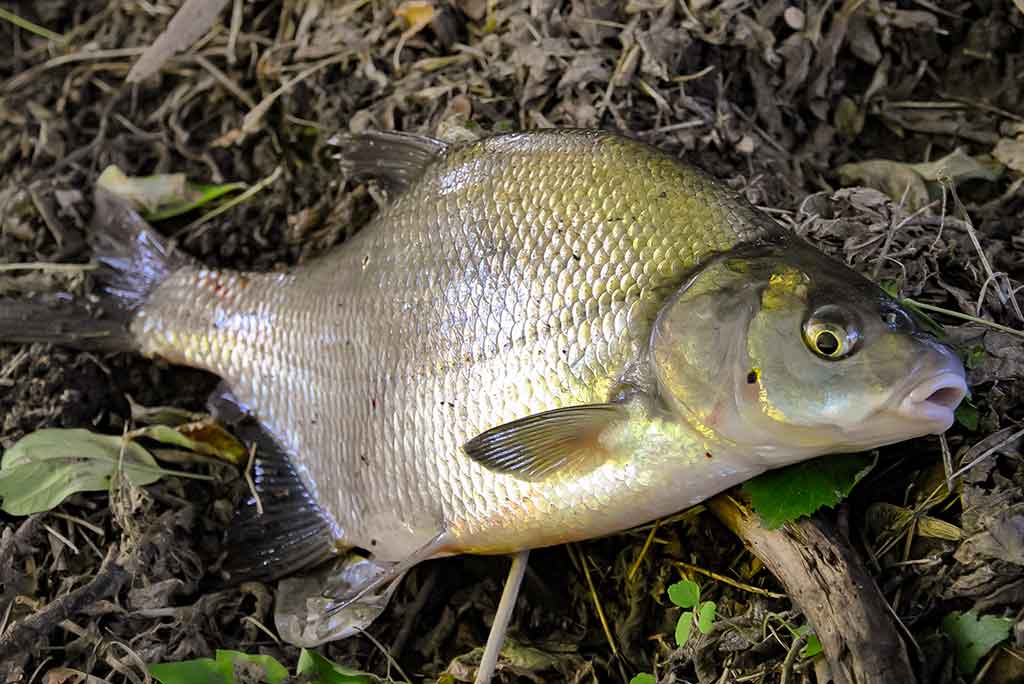 Didelių upių karšiai. Pirma dalis Didelių upių karšiai. Pirma dalis