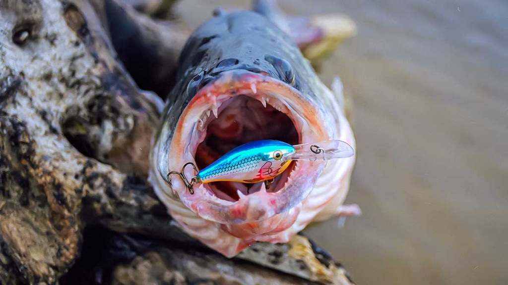 Vobleris po mikroskopu – liežuvis ir kilpa. Antra dalis