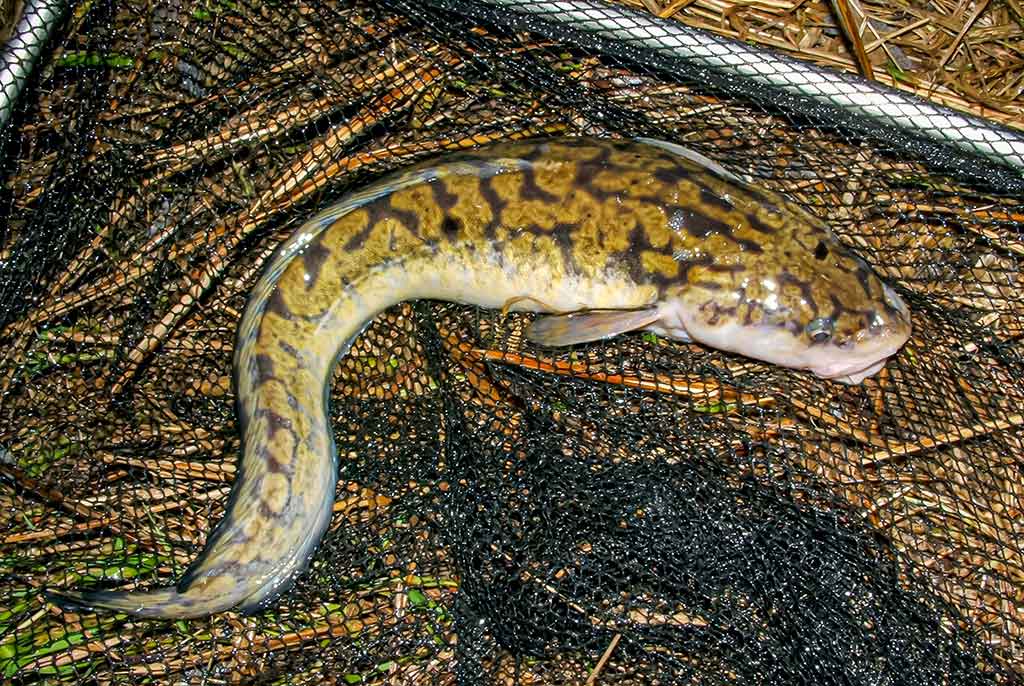 Dambologija. Trečia dalis Dambologija. Trečia dalis