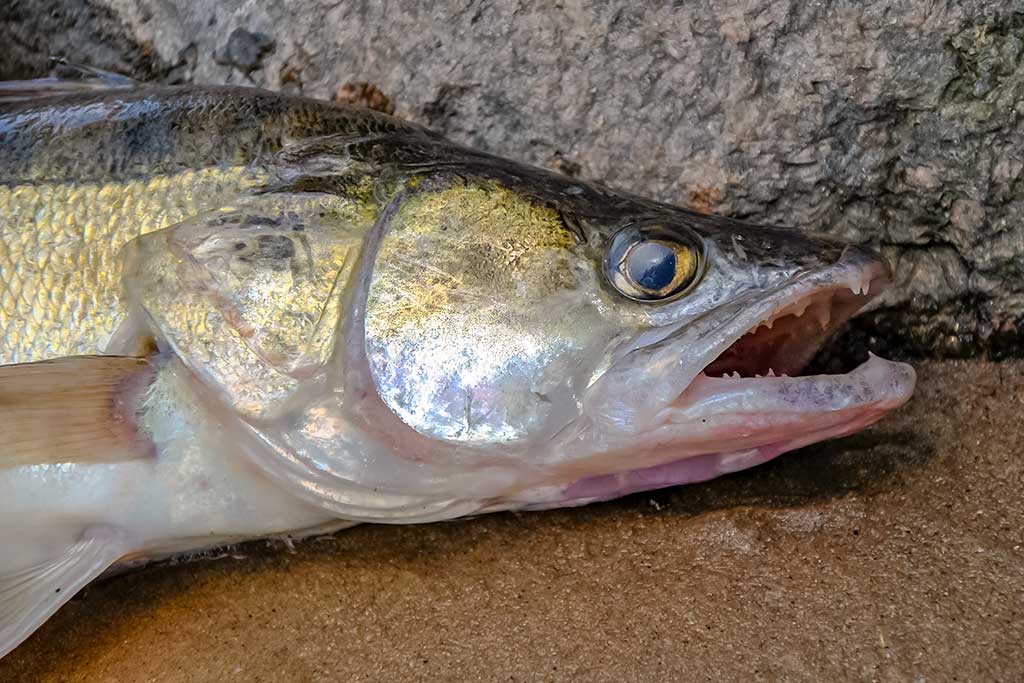 Vobleriai, su kuriais sudėtinga spiningauti