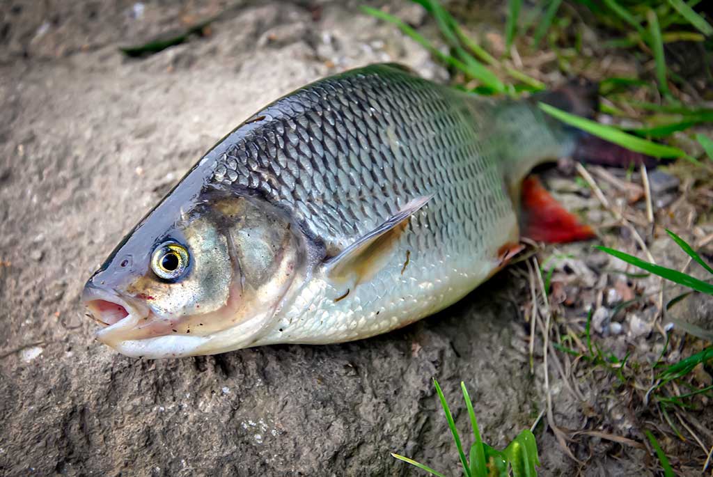 Klasikinis masalas meknėms. Antra dalis