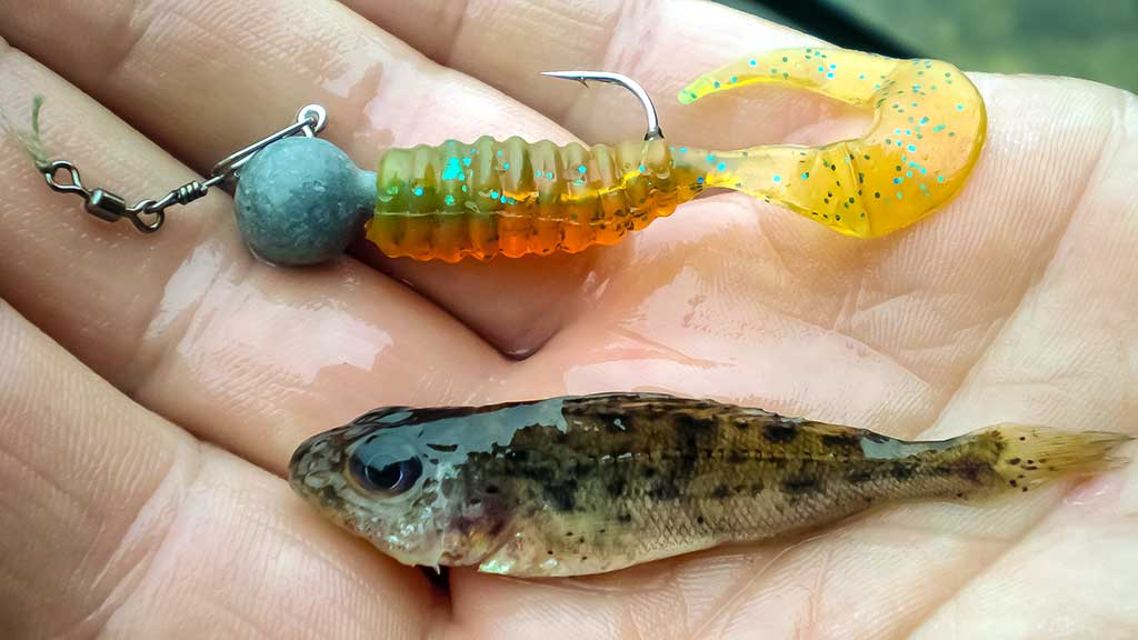 Tvisteris – ne toks paprastas, kaip atrodo Tvisteris – ne toks paprastas, kaip atrodo